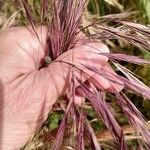 Bromus rubens ফল