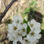 Prunus spinosa Flower