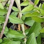 Crepis bursifolia Fulla