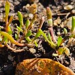 Polygonum aviculare Feuille