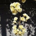 Helichrysum luteoalbum പുഷ്പം