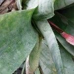 Aechmea fasciata Levél