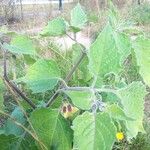 Physalis peruvianaFlower