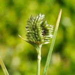 Eleusine tristachya Flower