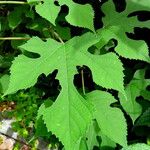 Broussonetia papyrifera Blad