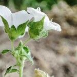 Malva hispanica Blomma