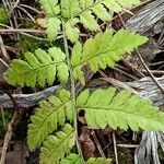 Dryopteris carthusiana برگ