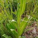 Hypochaeris uniflora Leaf