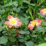 Rosa rubiginosa Květ