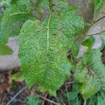 Rumex × acutus Leaf