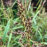 Scleria gaertneri Blüte