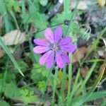 Geranium pyrenaicumFlower