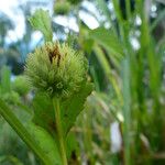 Alternanthera philoxeroides Flower