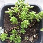 Sedum × rubrotinctum Folha