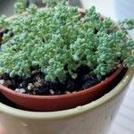 Sedum dasyphyllum 葉