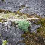 Saxifraga squarrosa Floare