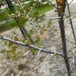 Elaeagnus rhamnoides Bark