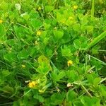 Medicago arabicaFlower