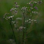 Cyanthillium cinereum Bloem