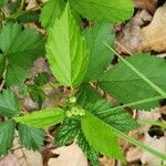 Rubus flagellaris ഇല