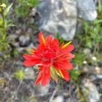 Castilleja miniata Çiçek