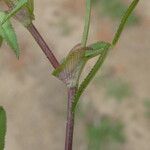 Trifolium strictum Écorce