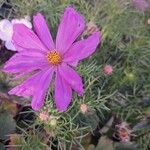 Cosmos bipinnatusFlower