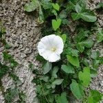 Convolvulus sepiumFlower