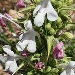 Morina persica Flower