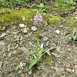 Dactylorhiza fuchsii花