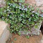 Cymbalaria muralis Агульны выгляд