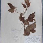Clematis buchananiana Otro