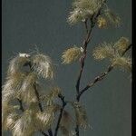 Salix scouleriana 果實