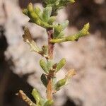Senecio potosianus Leaf