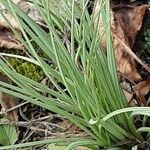 Asphodeline lutea ᱛᱟᱦᱮᱸ