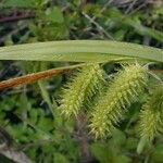 Carex hystericina Kvet