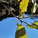 Quercus suber 葉