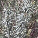 Podocarpus nubigenus Blatt