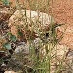 Enneapogon cenchroides Hábito
