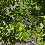 Ateleia herbert-smithii Hoja