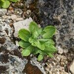 Primula algida Leaf