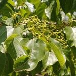 Hovenia dulcis Fruct