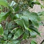 Sasa kurilensis Folha