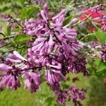 Syringa josikaea Flower