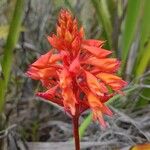 Dichromanthus cinnabarinus Flower