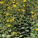 Helianthus decapetalus Облик