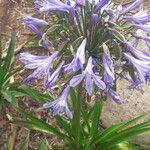 Agapanthus praecox Квітка