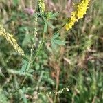 Melilotus officinalis Celota