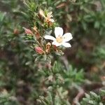 Frankenia corymbosa Flor