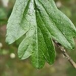 Crataegus laevigata Leaf